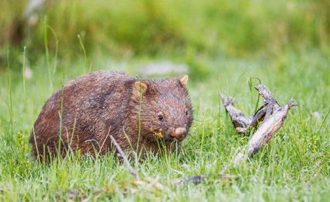 Mount Yaven wombat