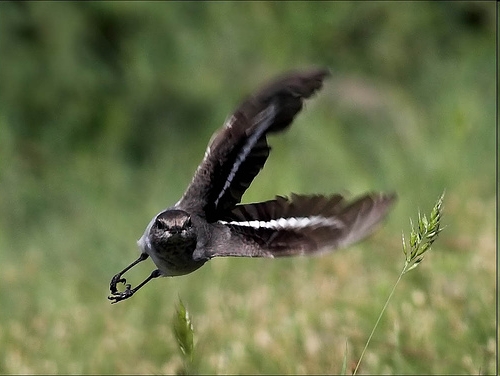 bird capturing prey