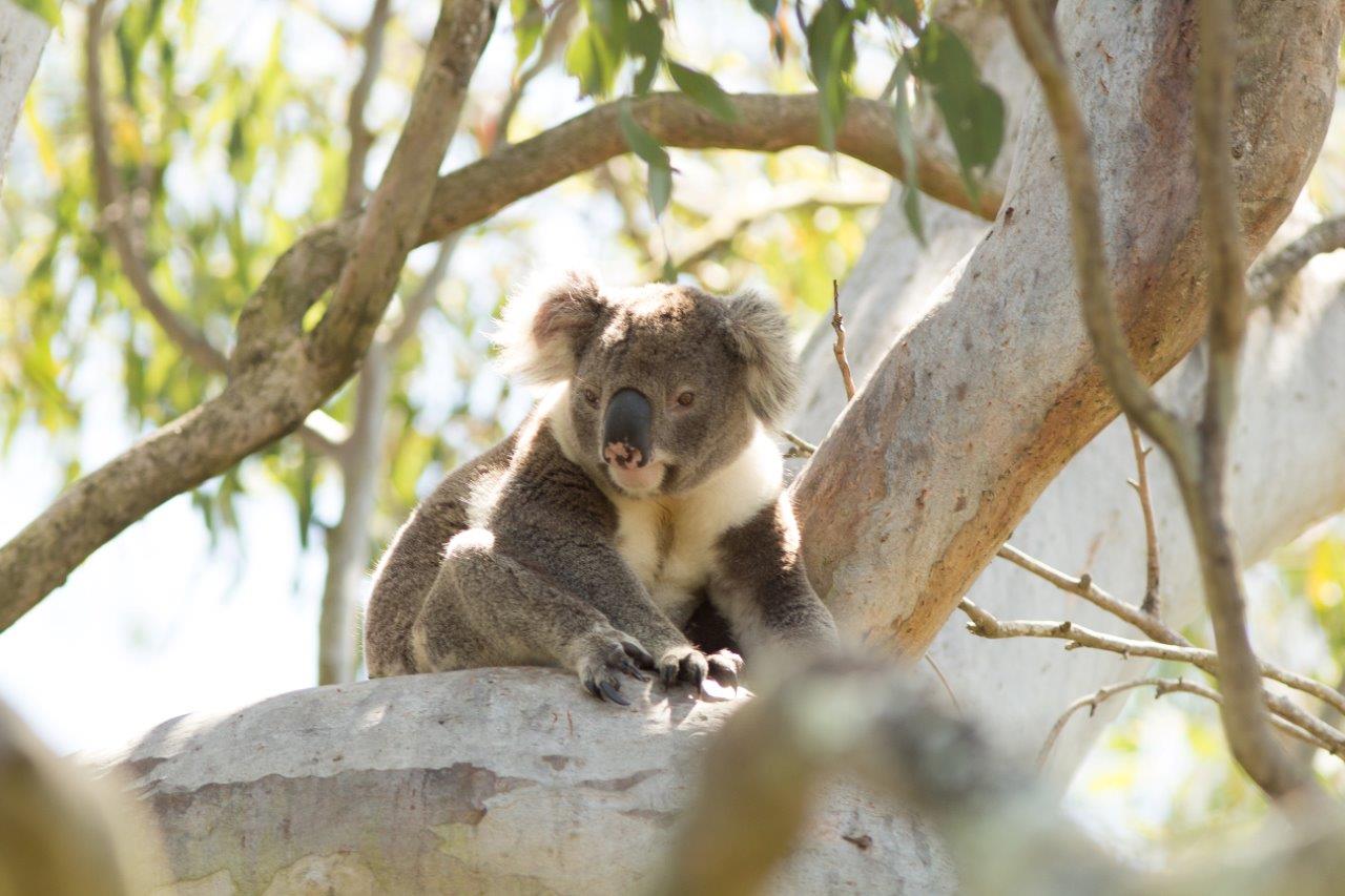 Koala in eucalypt