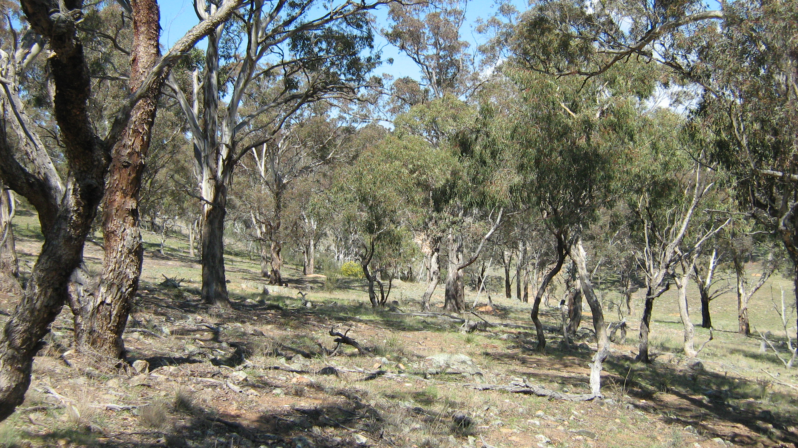 Central Tablelands land