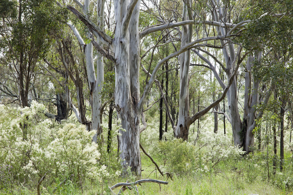 Cumberland Plain Woodland