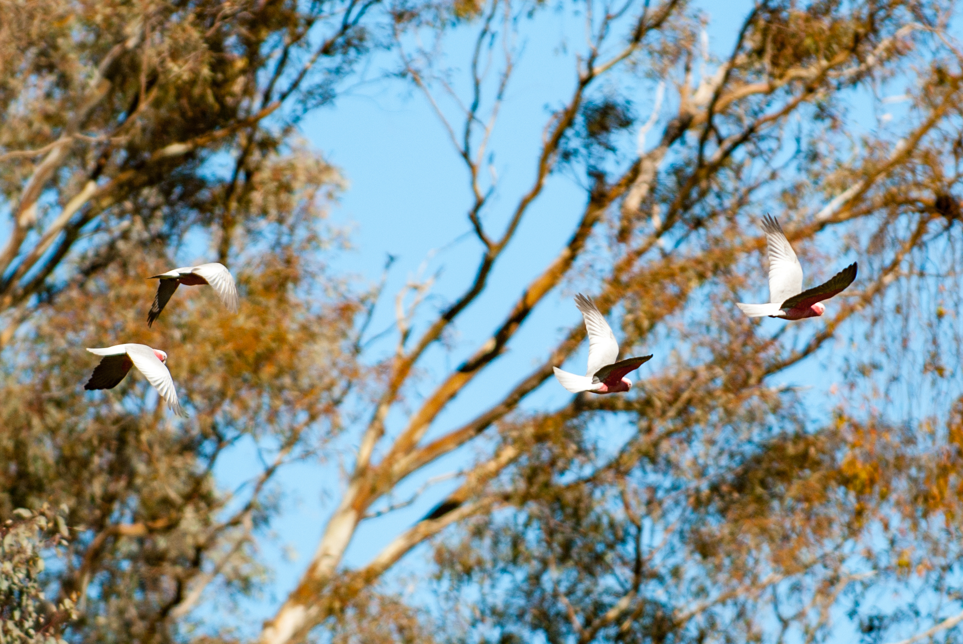 Galahs flying in the bush