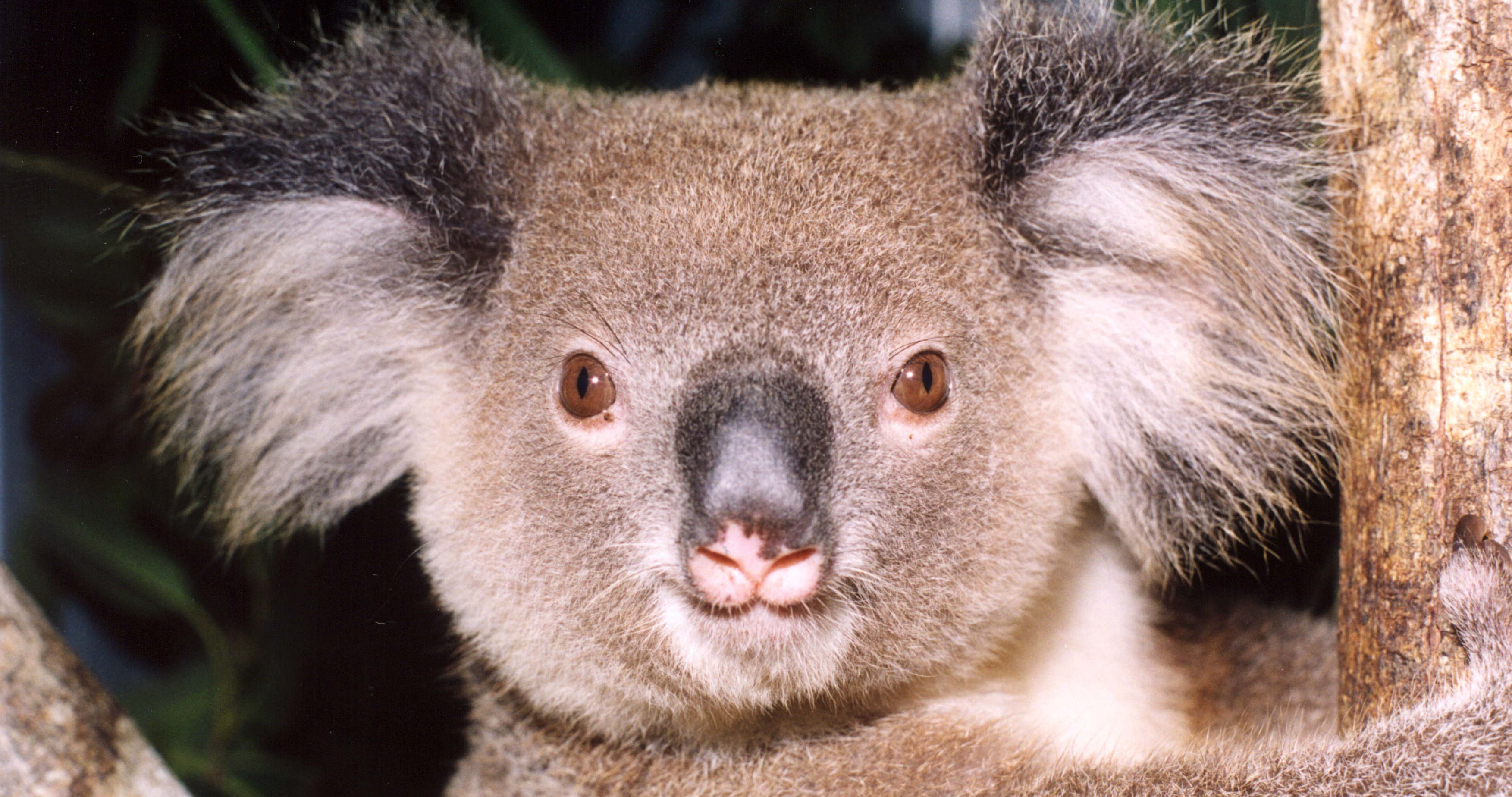 Koala