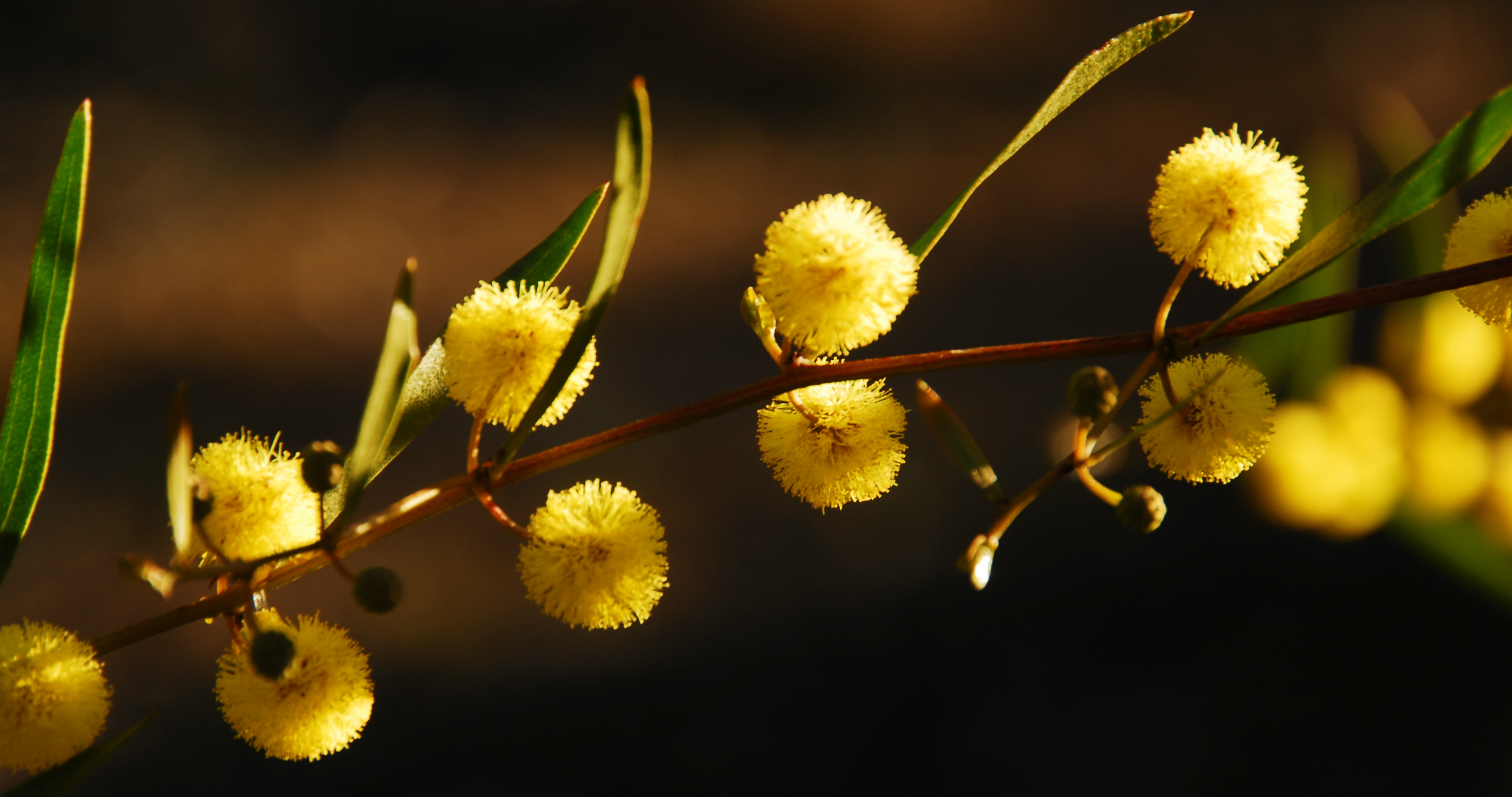 Wattle