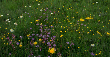 High diversity grassland with forbs on Monaro