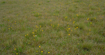 High quality Monaro grasslands