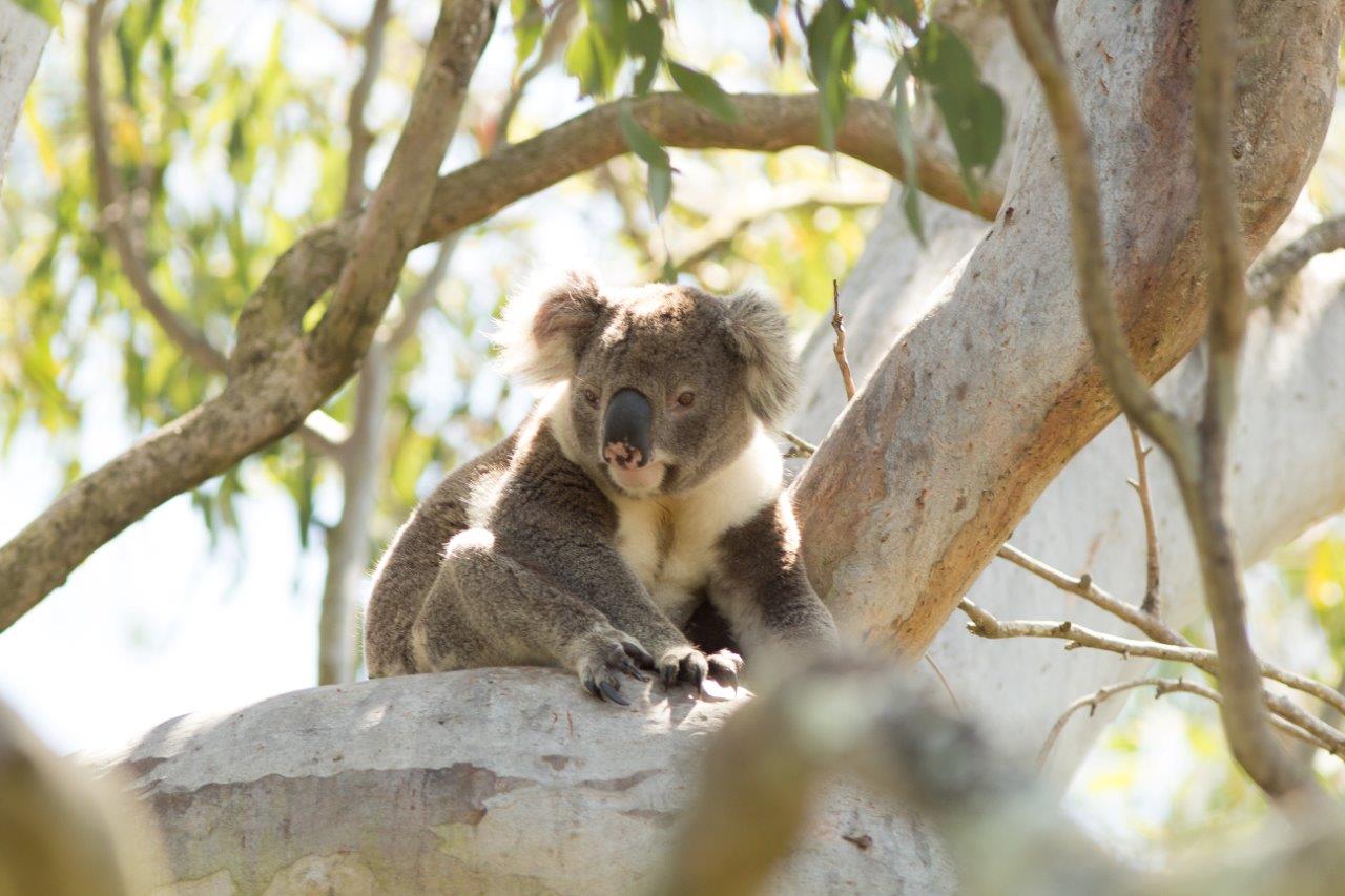 Koala (c)John Turbill Thumbnail