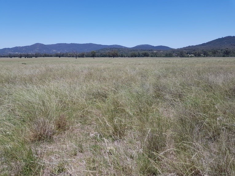 Open Grazing