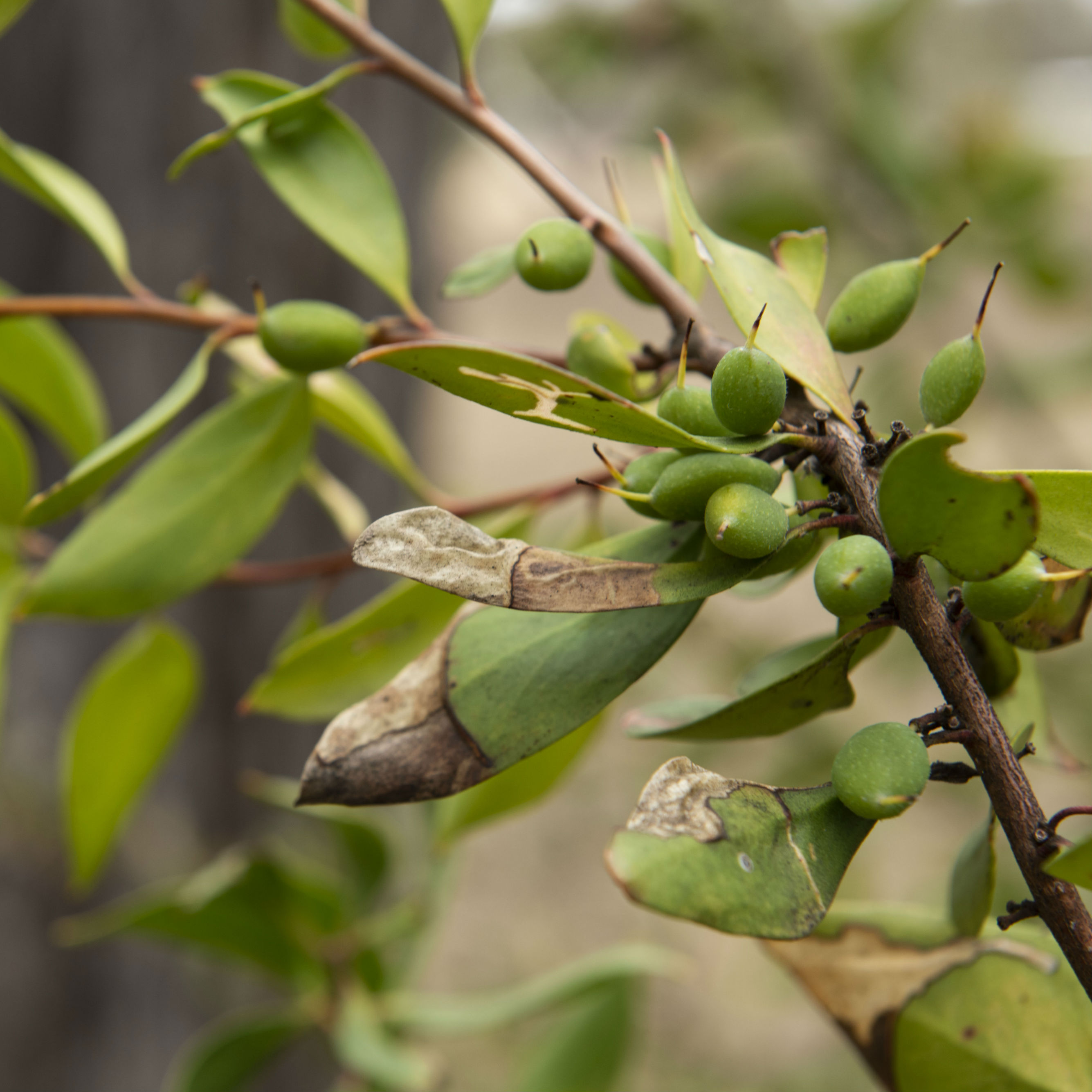 Geebung berries 