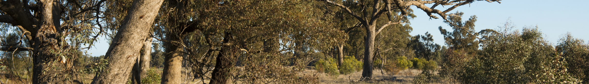 Mulunga Banner