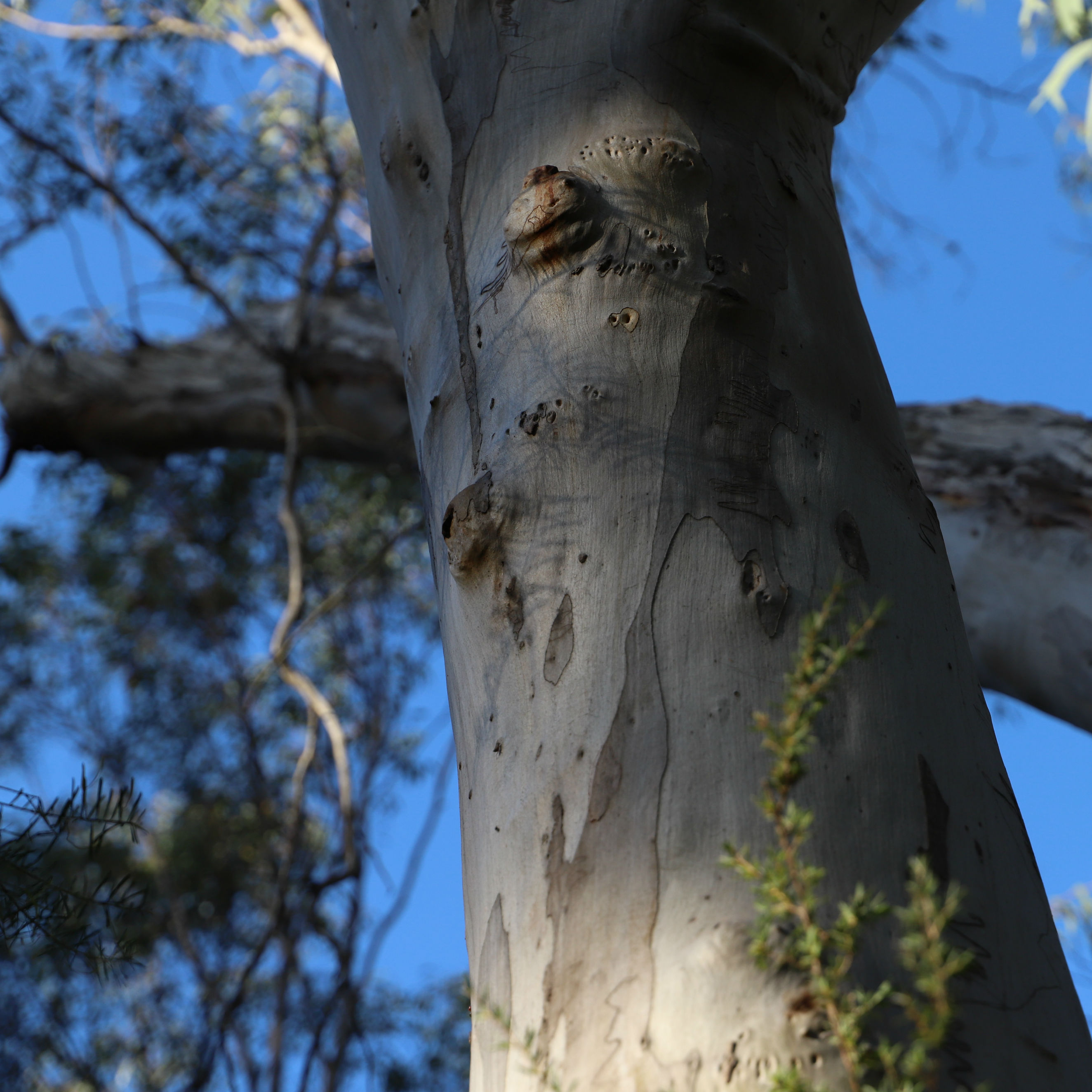 Glenorie Wildlife Refuge - News