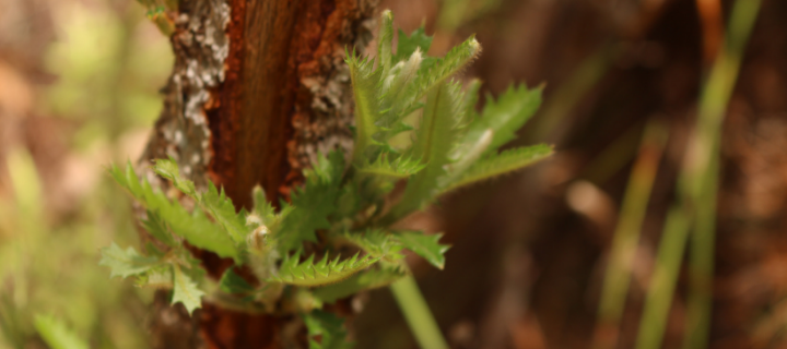 Thumbnail - Paying into BCF (Banksia Serrata)