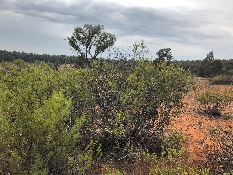 Mount Olive bush