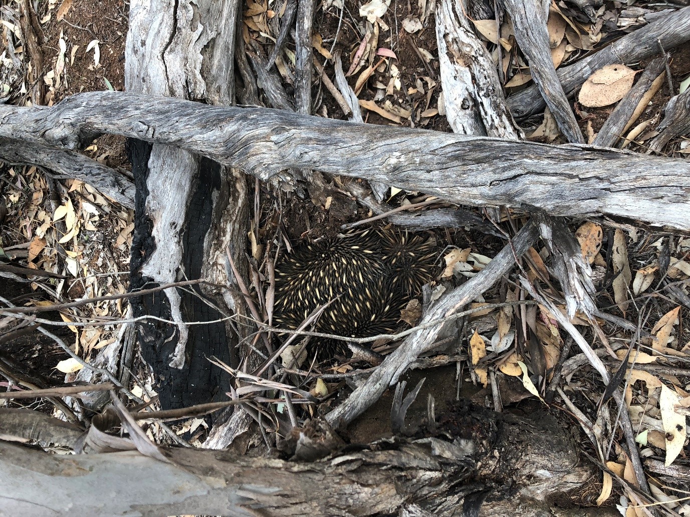 Mount Olive Echidna