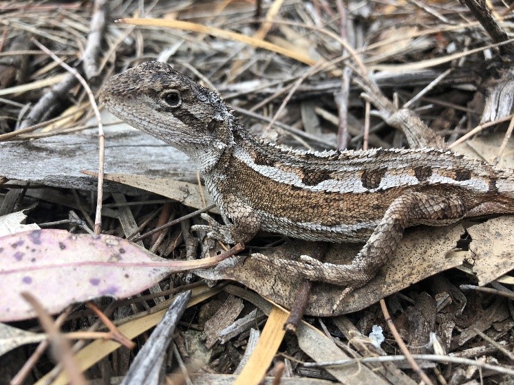 Mount Olive Jackie Lizard