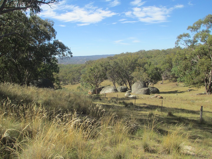 Blackbutt Across Property