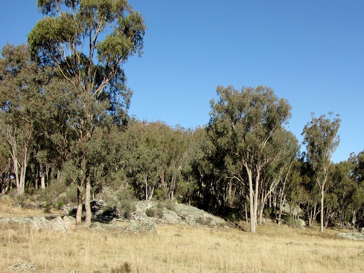 Blackbutt Bush