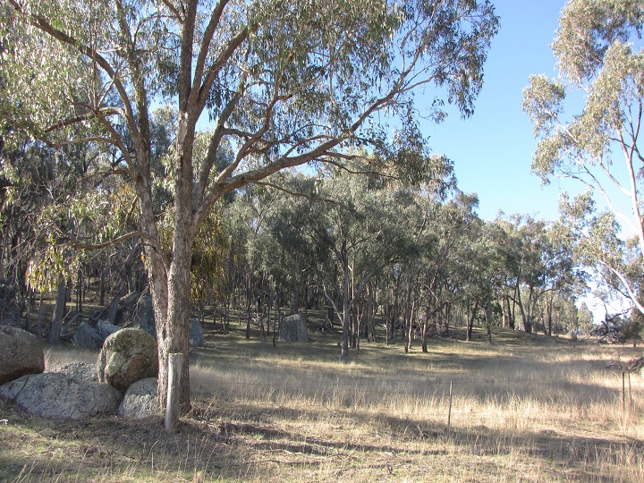 Blackbutt Bush