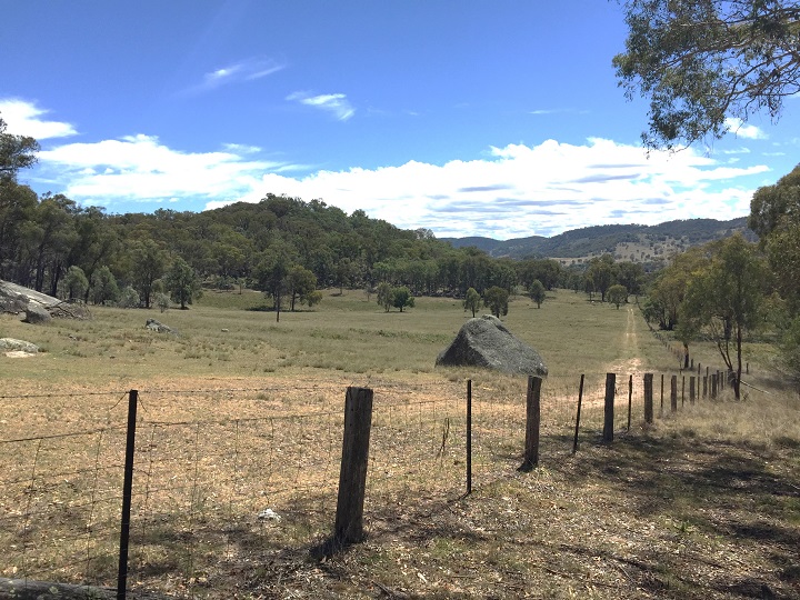 Blackbutt Banner