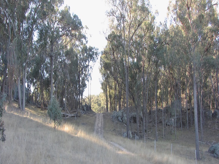 Blackbutt Track