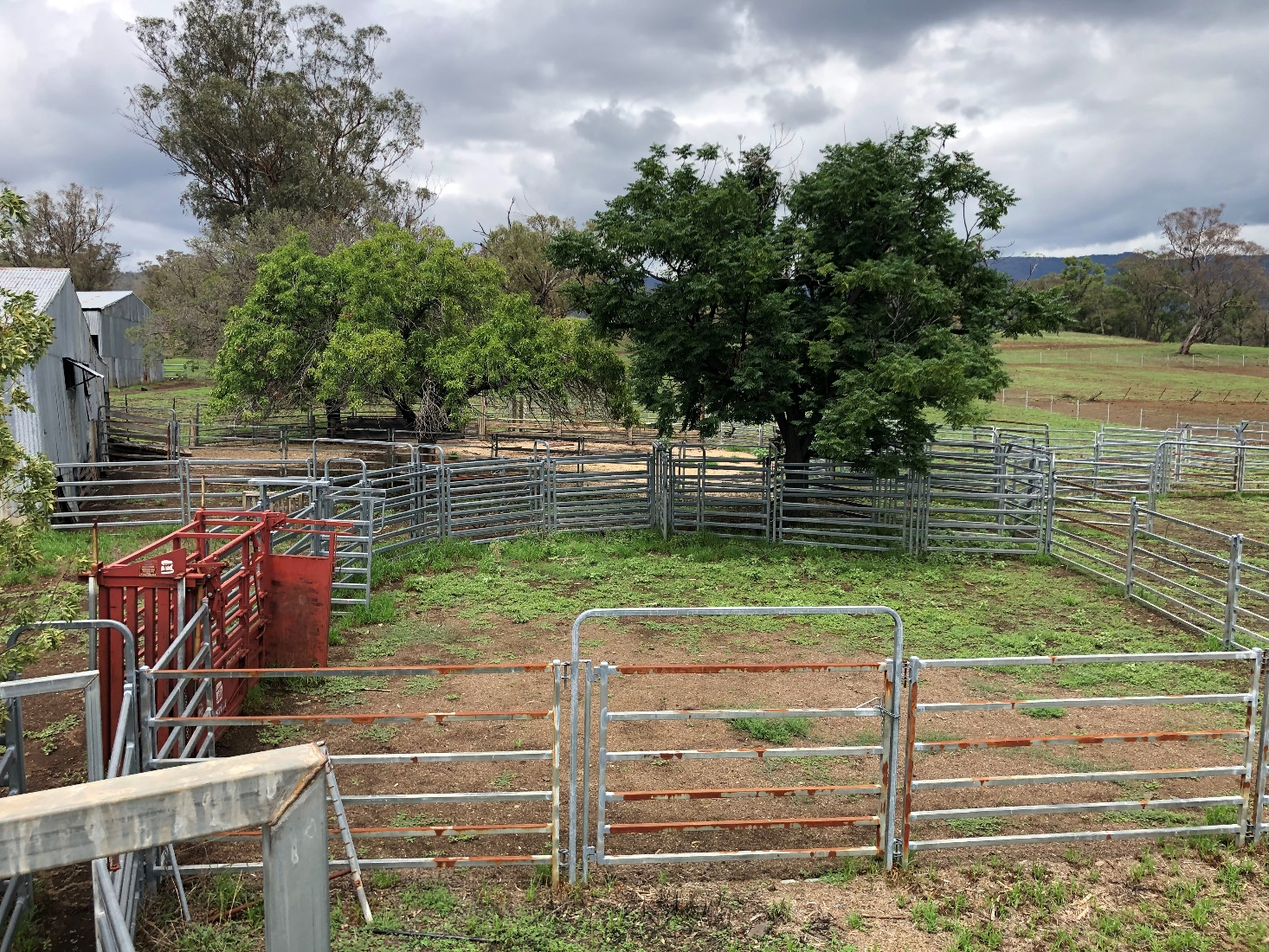 Fernleigh Cattle Yards