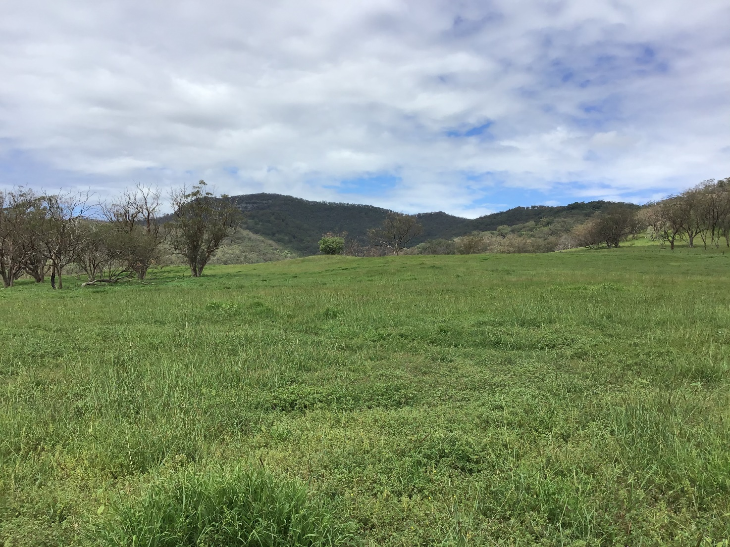 Fernleigh Paddock and hills