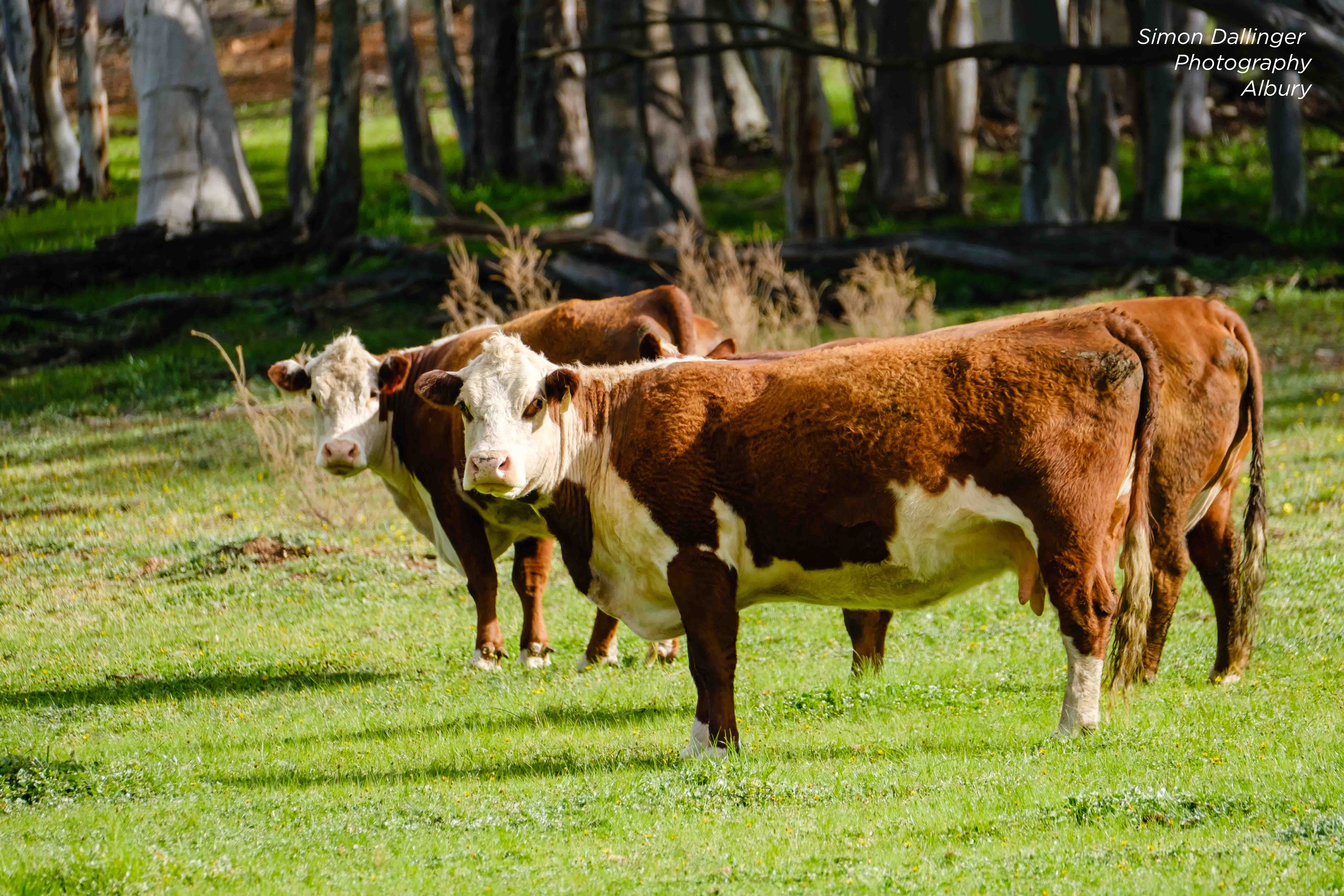 Wirreanda Cows