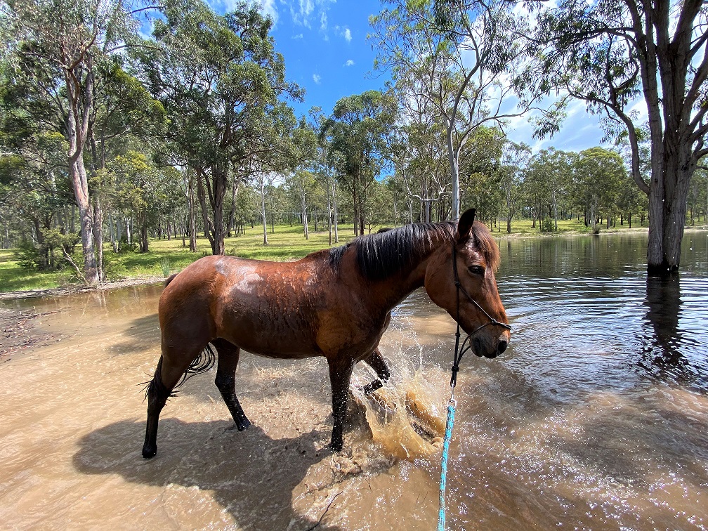 Gooreengi Horse