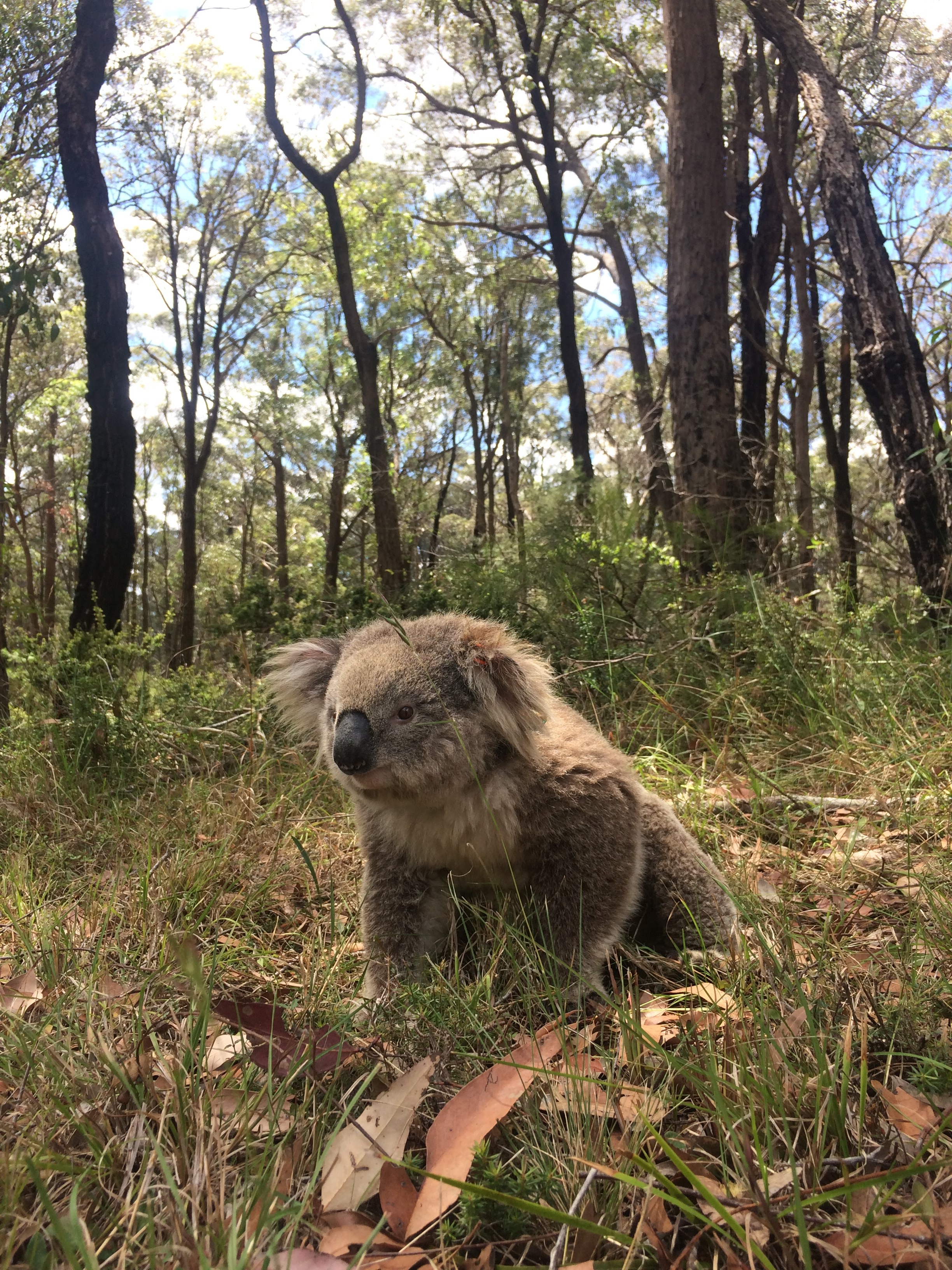 SH koala