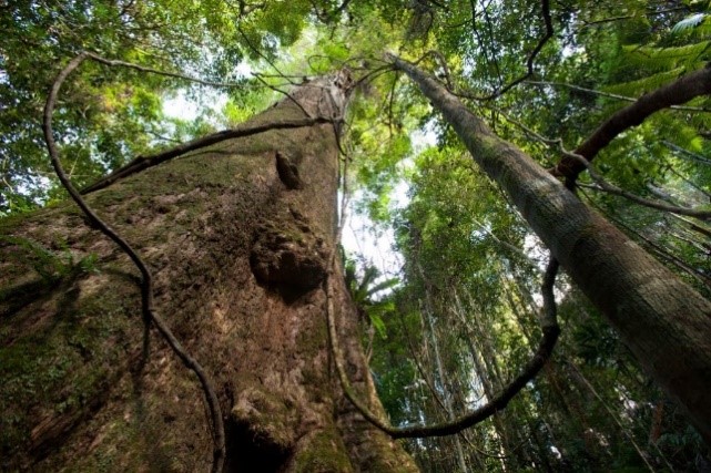 Bobo river forest tree