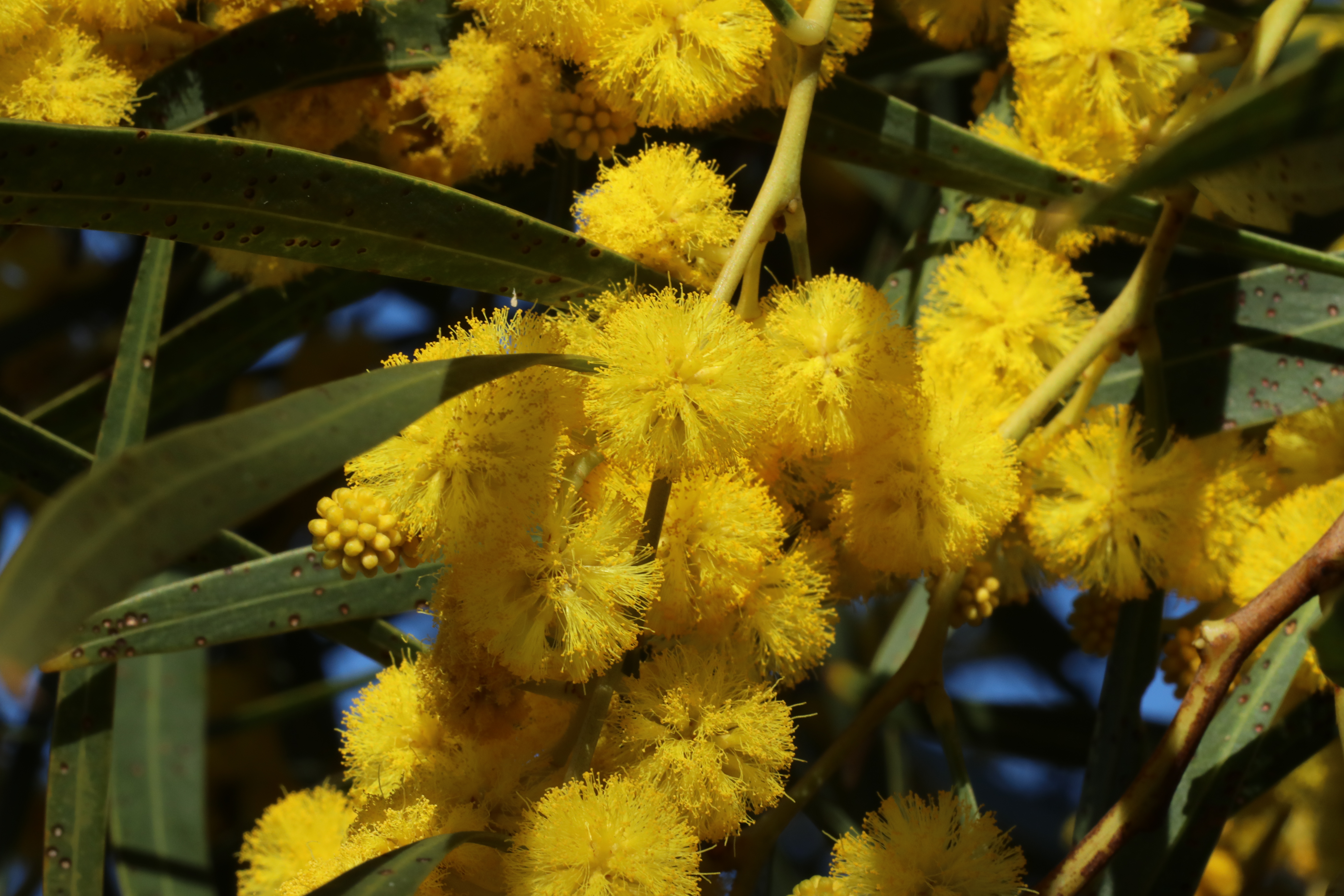 Wattle in sunlight