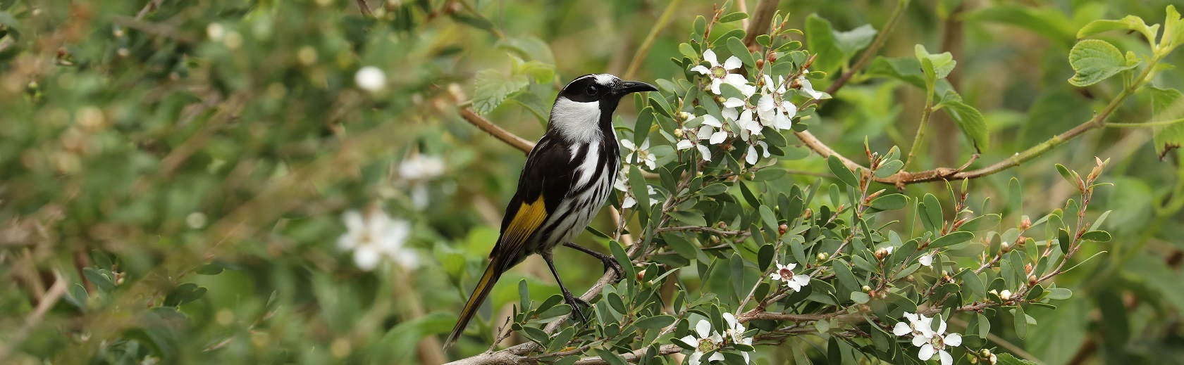Biodiversity stewardship agreement (BSA) information