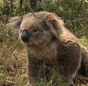 Koala