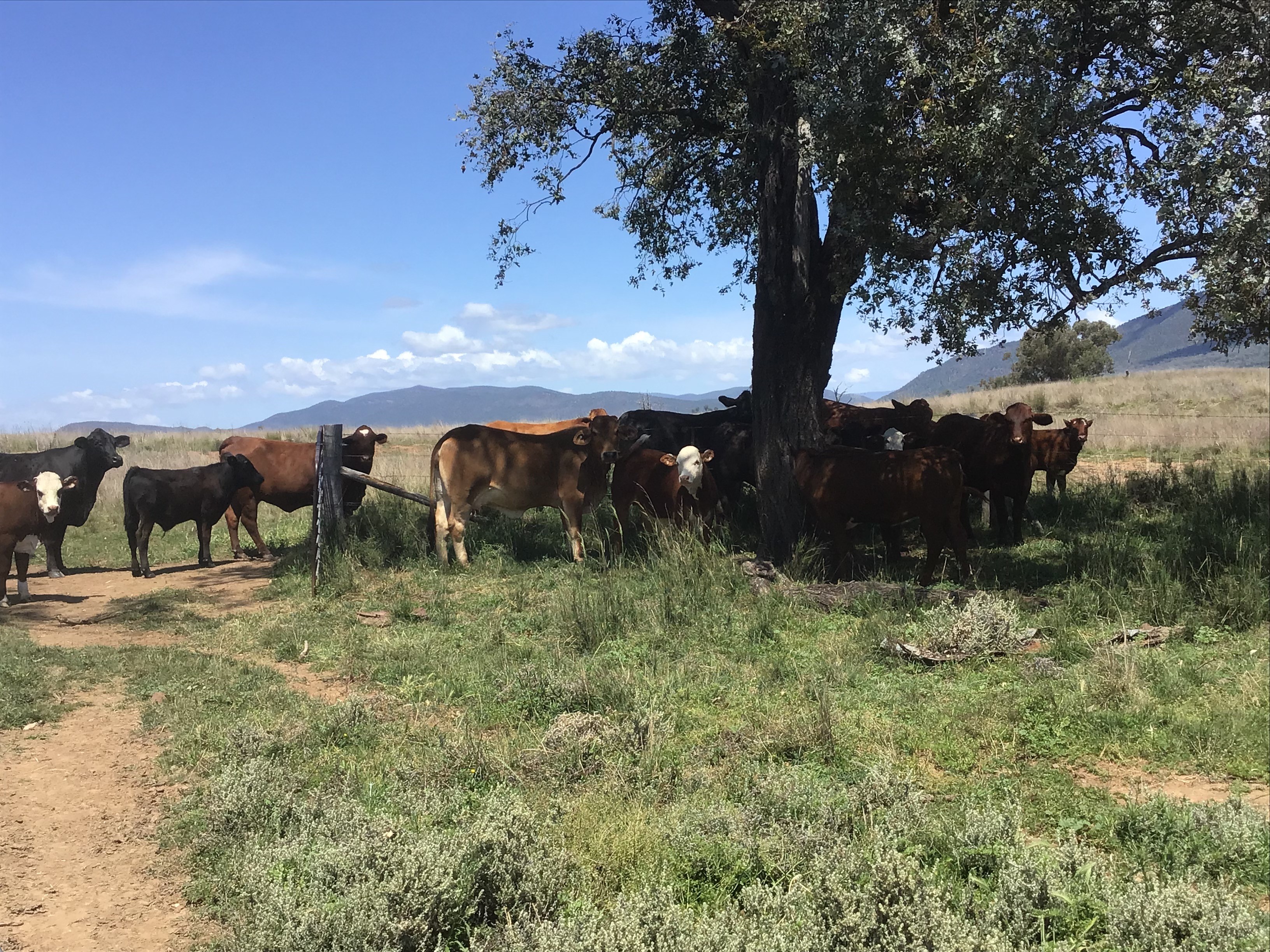 Cattle at Wilga