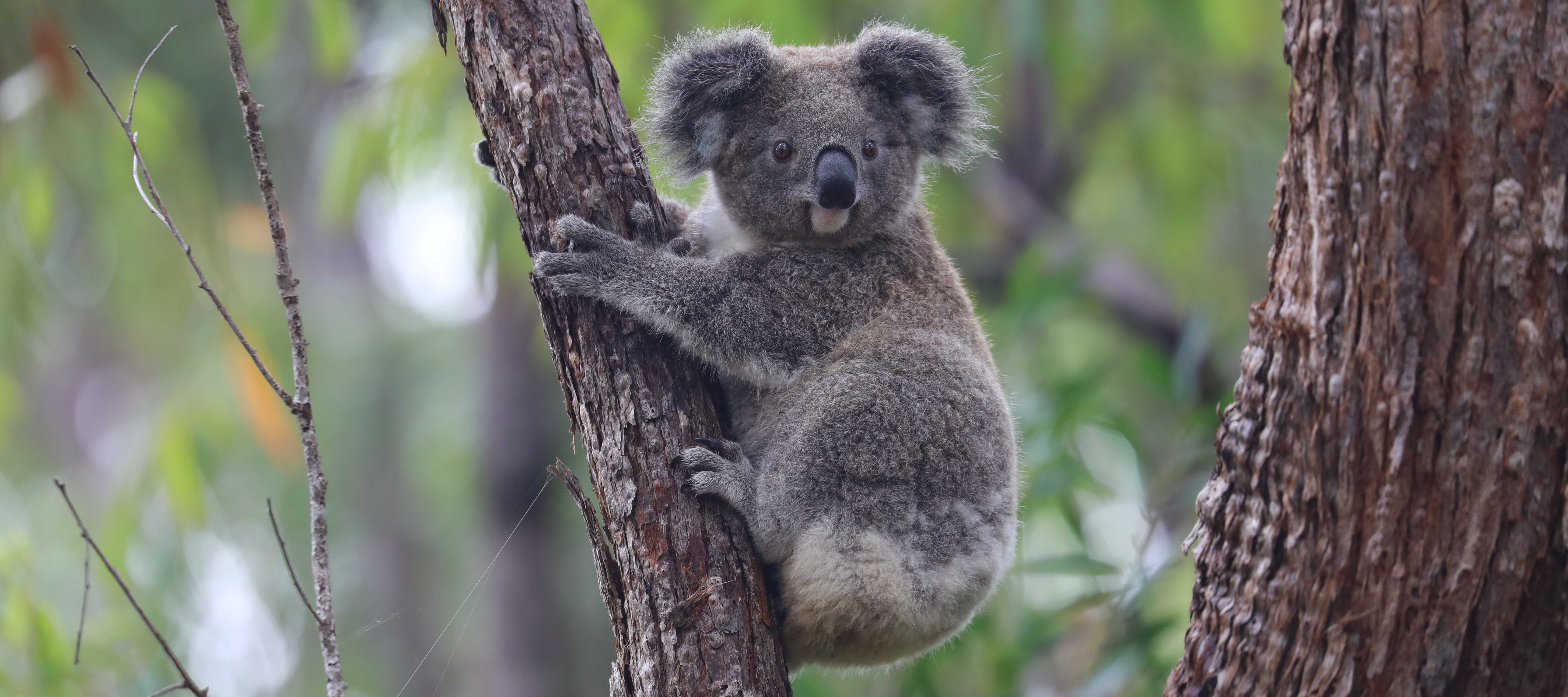 Koala on feed tree