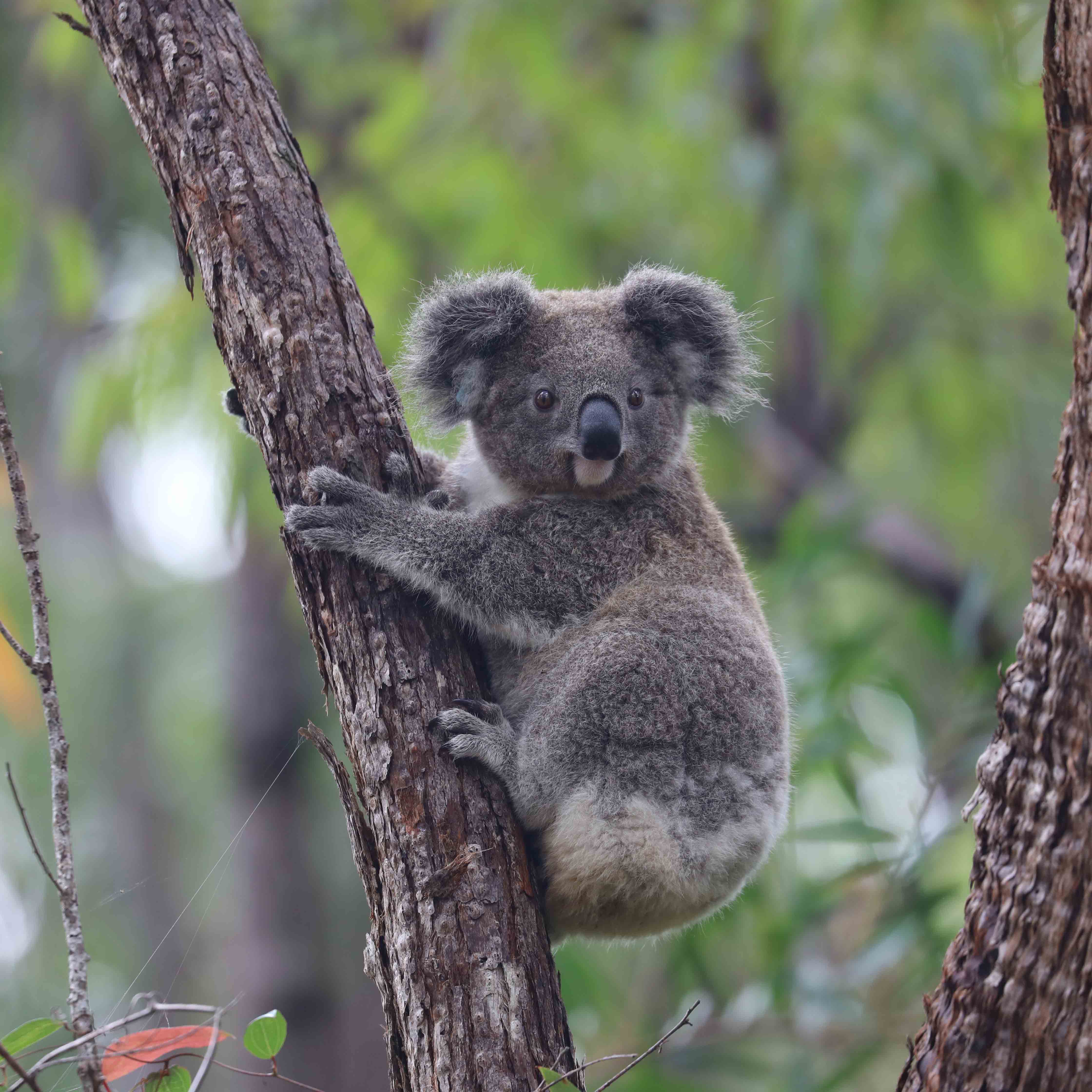 Koala on feed tree