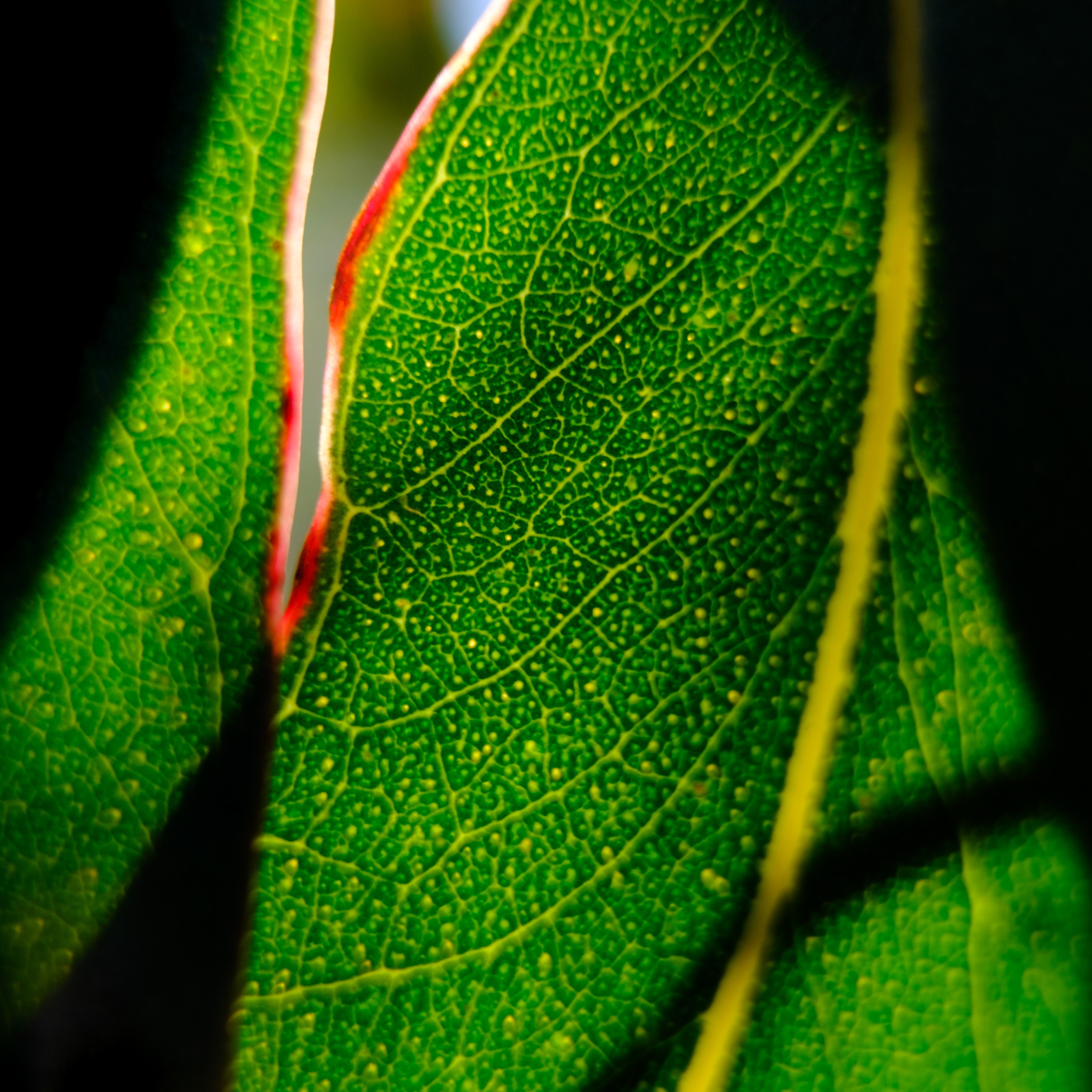Gum leaf macro