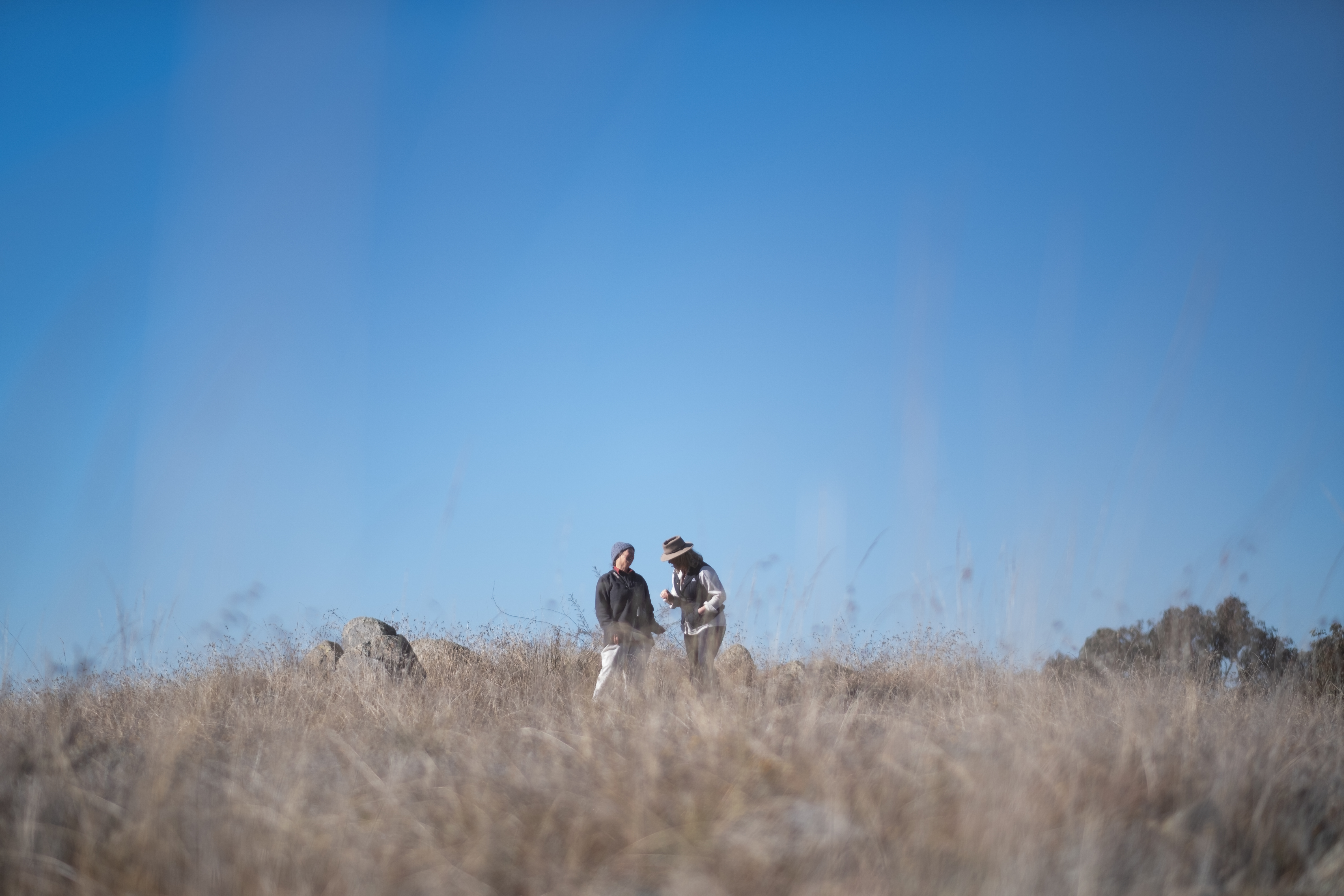 Monaro grassland landscape 