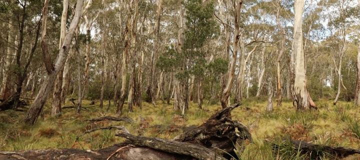 A wooded bushland landscape of a NSW Biodiversity Conservation Trust agreement site