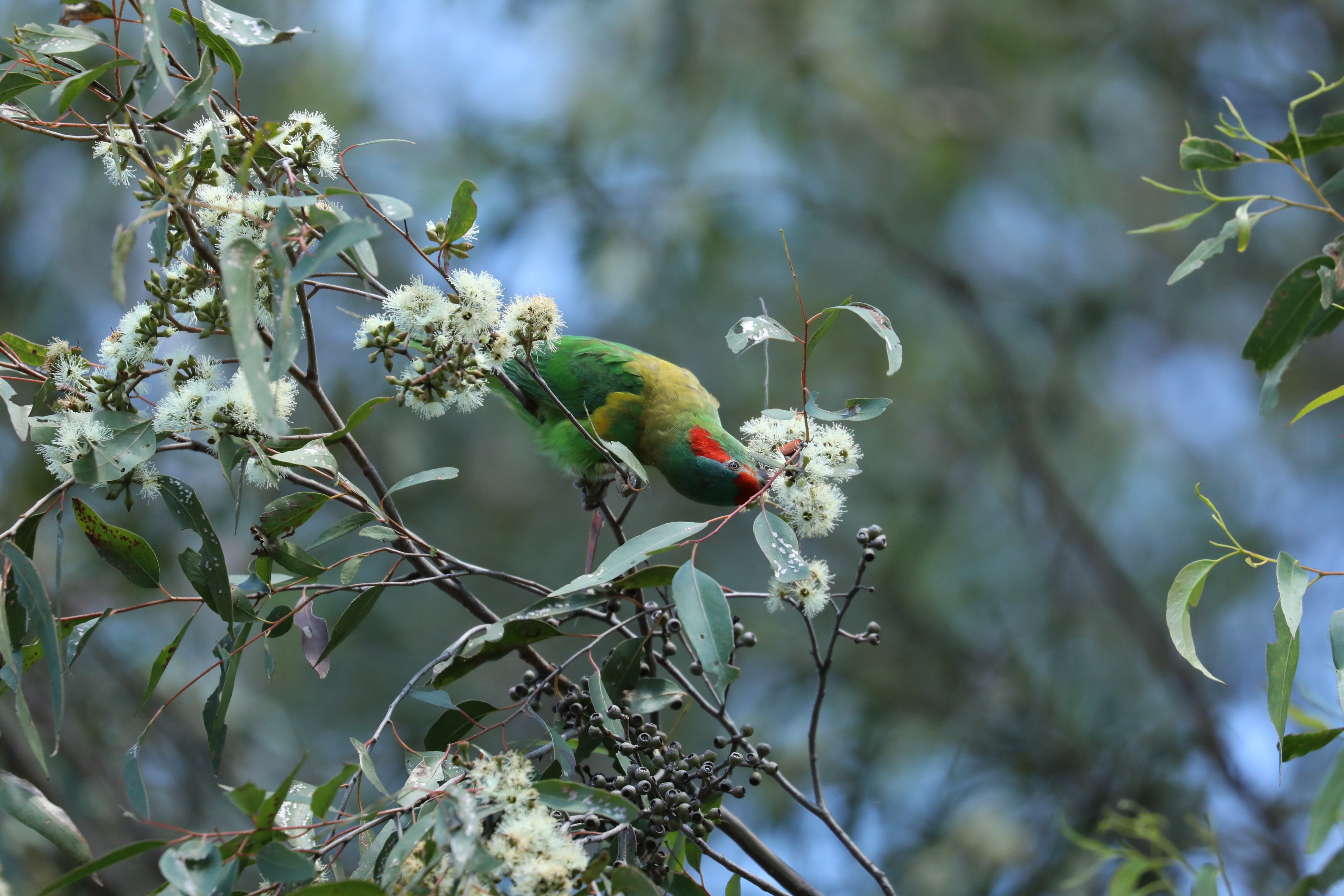 lorikeet on gum BCT