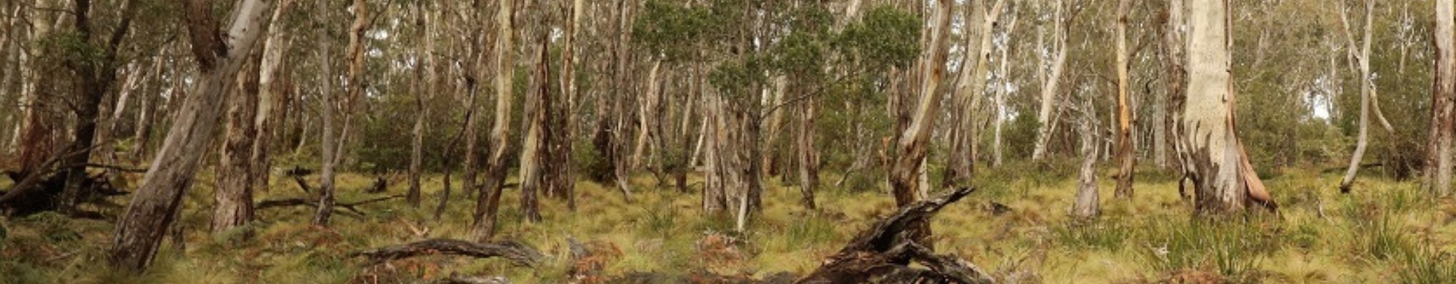 A landscape image of the base of trees in a wooded environment