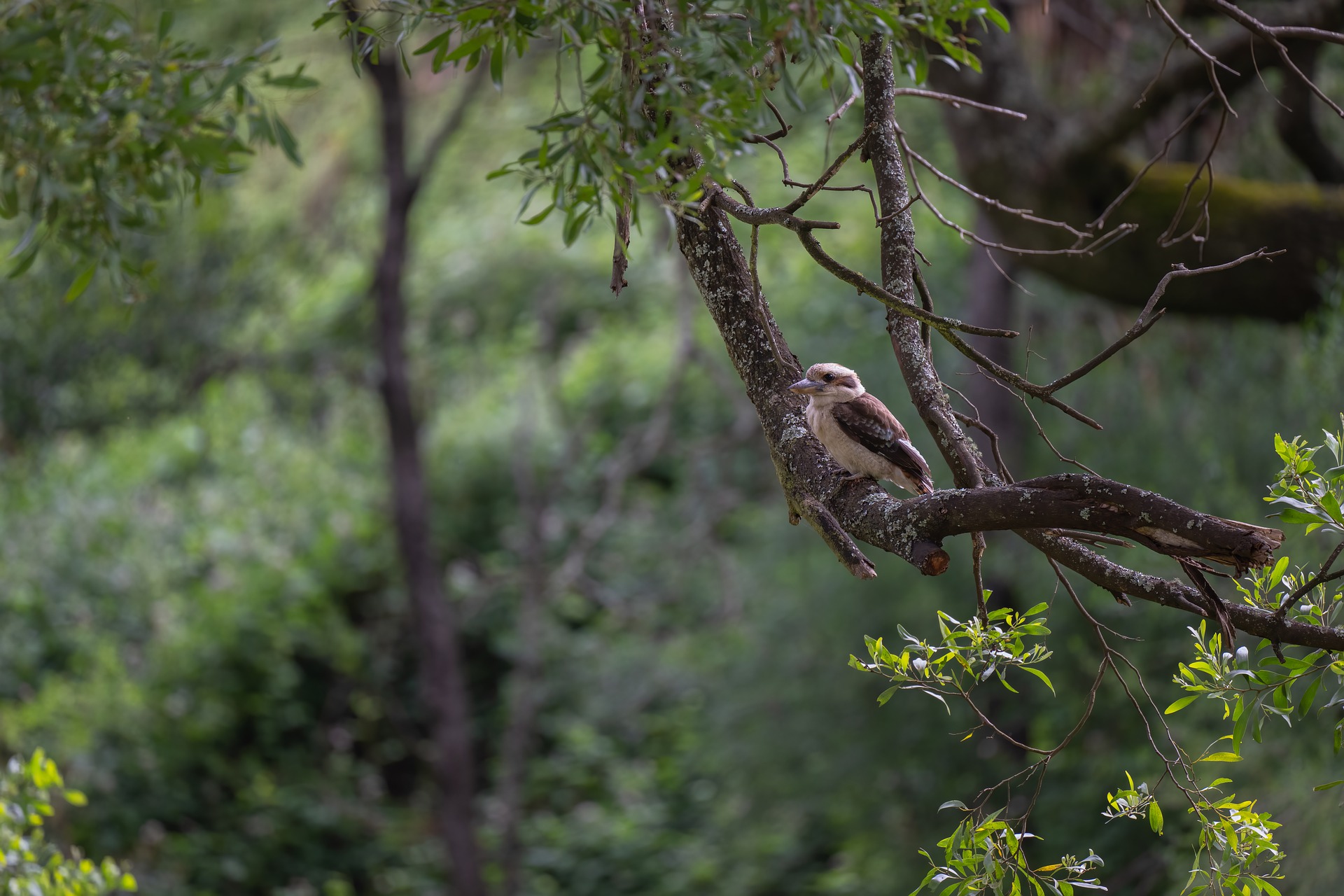 Kookaburra
