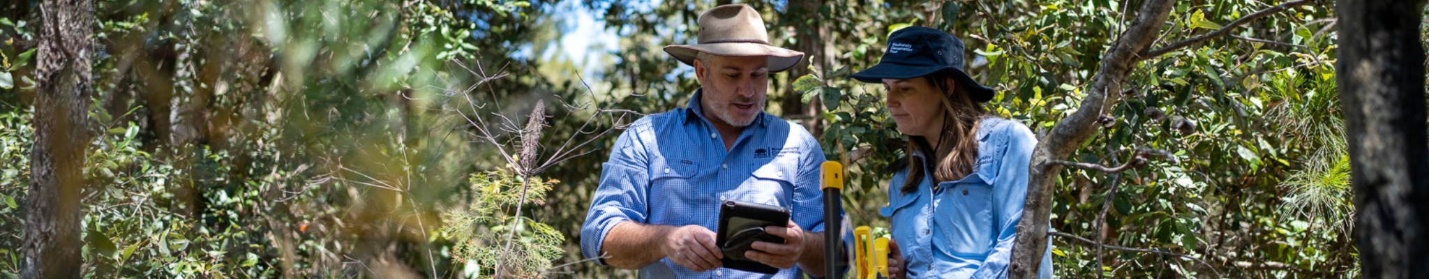 Two uniformed NSW Biodiversity Conservation Trust staff members stand in bushland reviewing a digital tablet used for reporting species on a conservation agreement site 