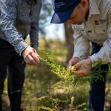 Two men closely inspect a green leafy shrub.