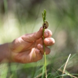 A Cryptostylis erecta or bonnet orchid held very gently near to the ground