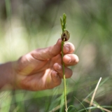 Cryptostylis erecta, or bonnet orchid A Cryptostylis erecta or bonnet orchid held very gently near to the ground