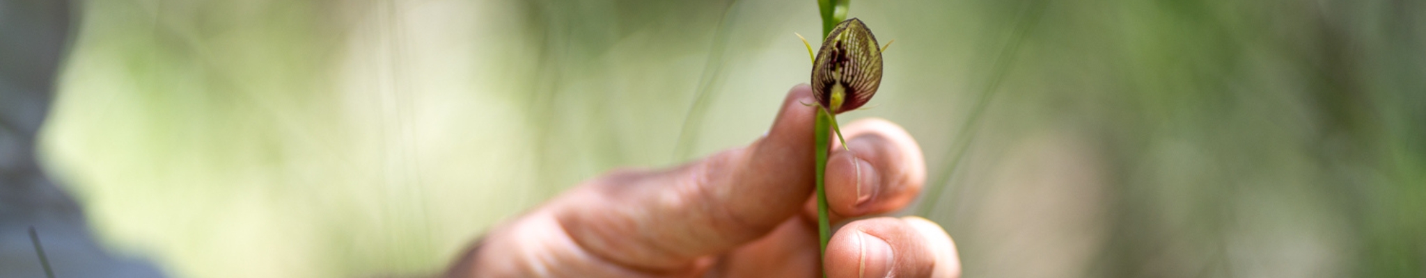 A Cryptostylis erecta or bonnet orchid held very gently near to the ground