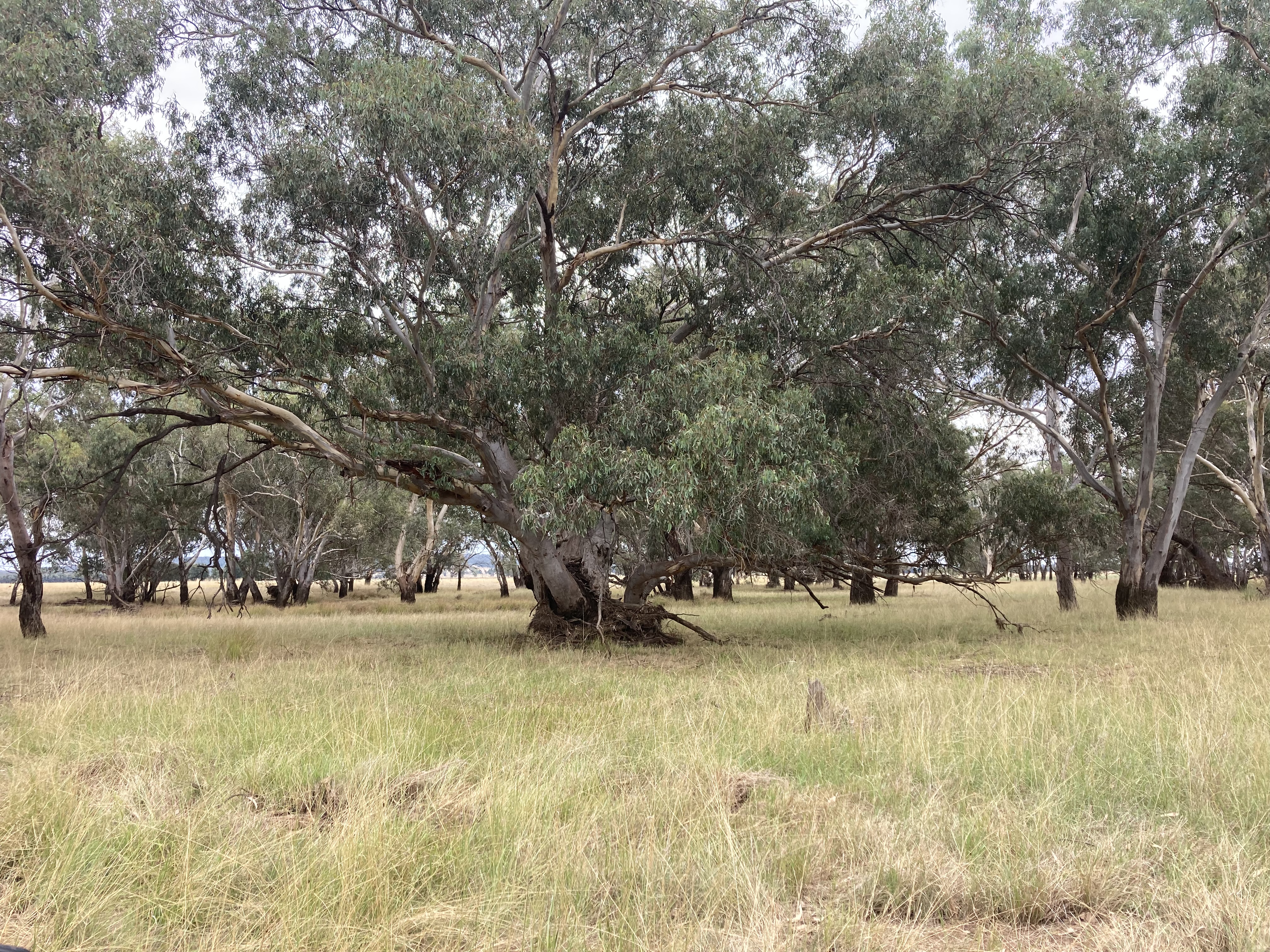 Coraki red gums 