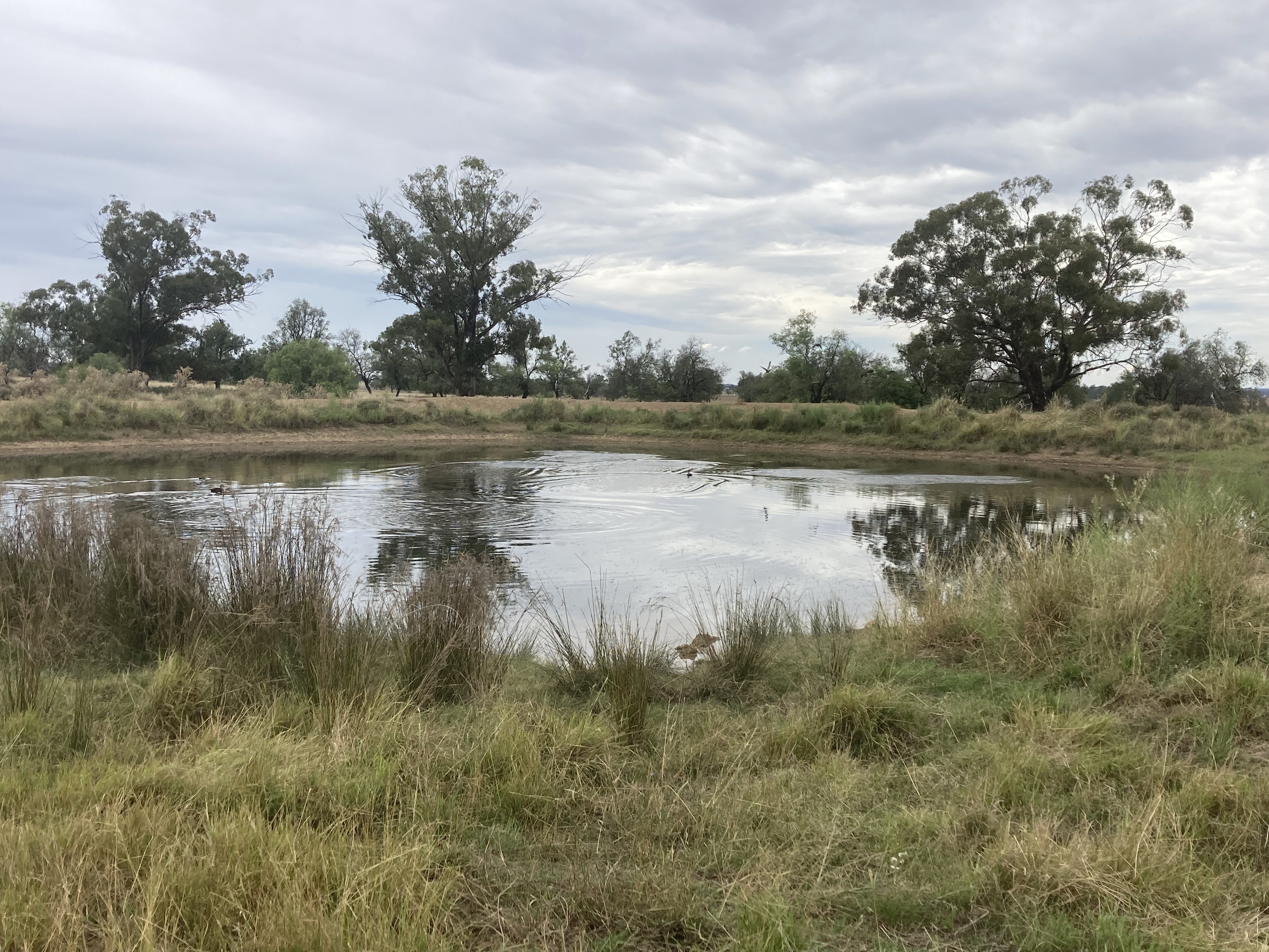 Coraki stock dam