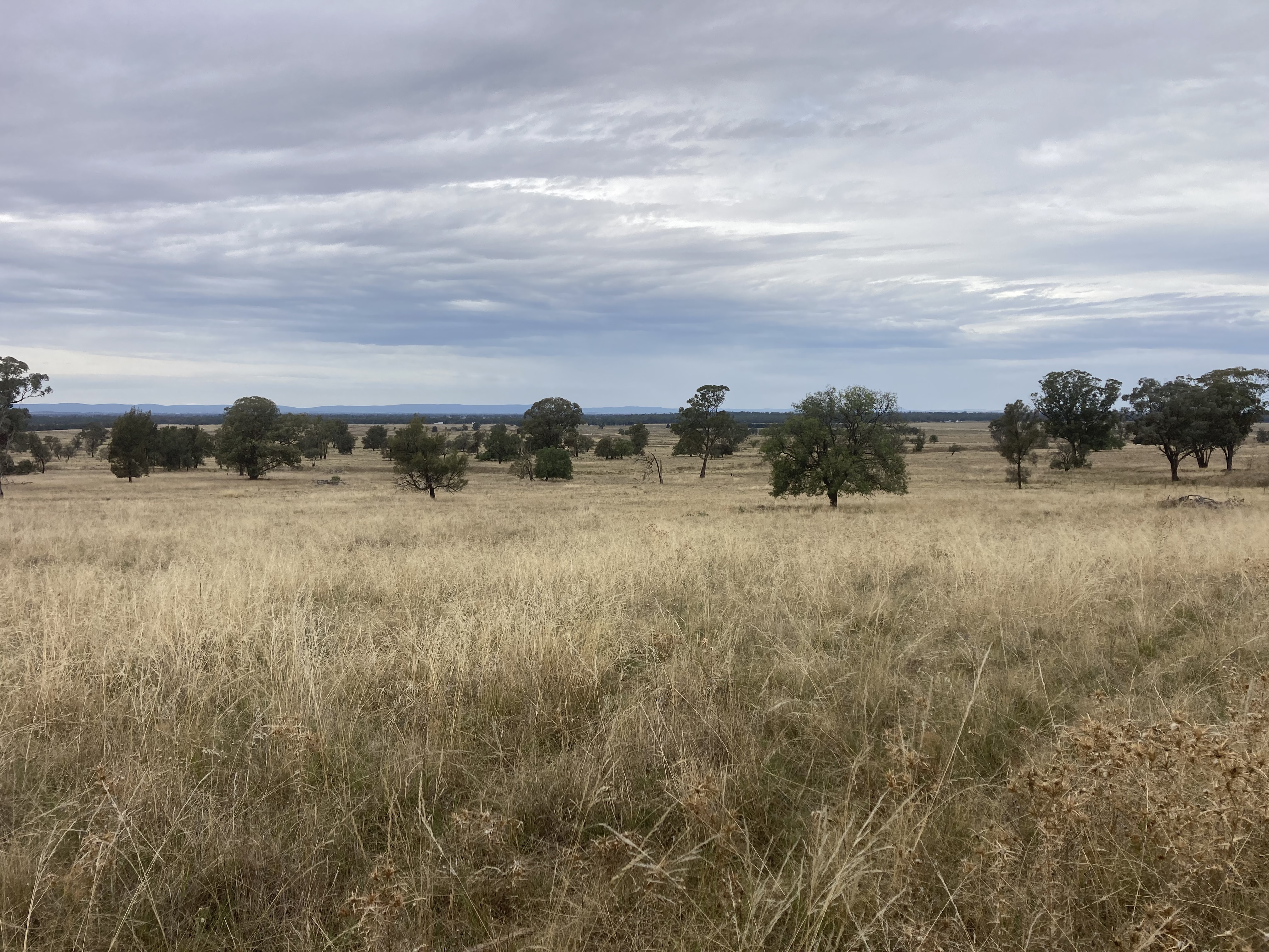 View of Coraki looking east